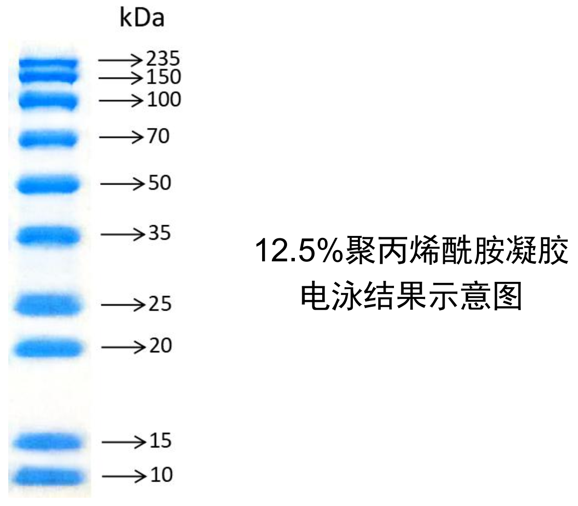 PhenoCycler-Fusion单细胞原位空间蛋白组表型分析服务-云准医药科技（上海）有限公司